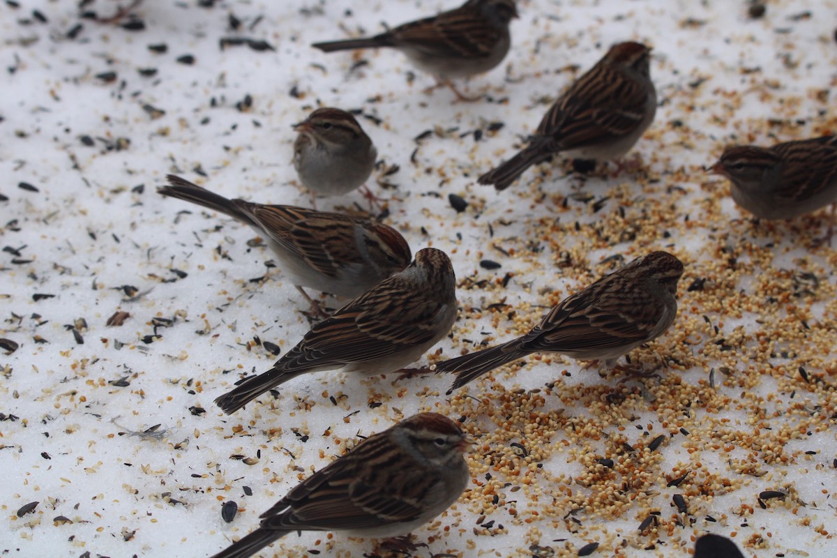 Chipping Sparrow - ML620083407
