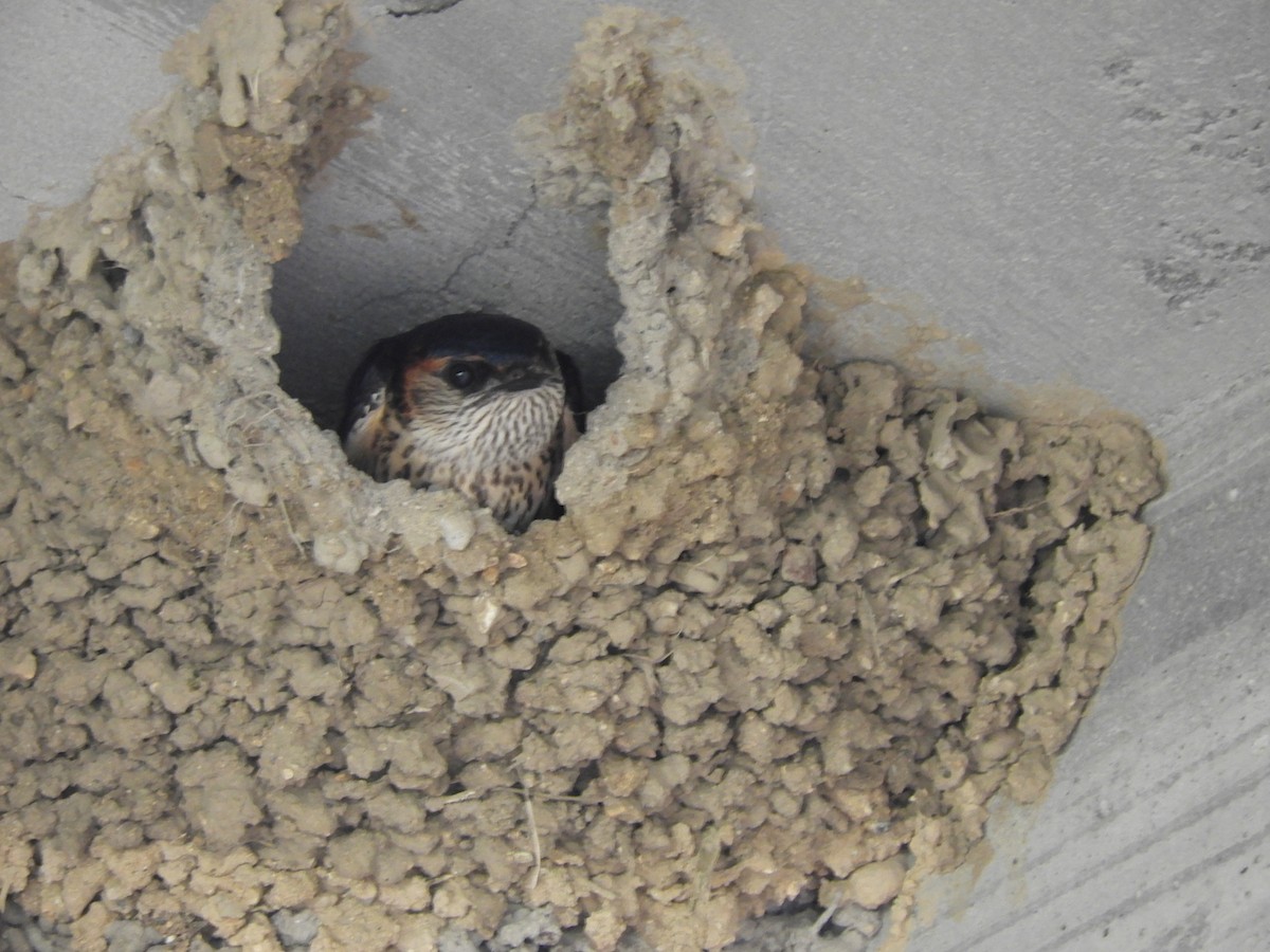 Red-rumped Swallow - ML620083410