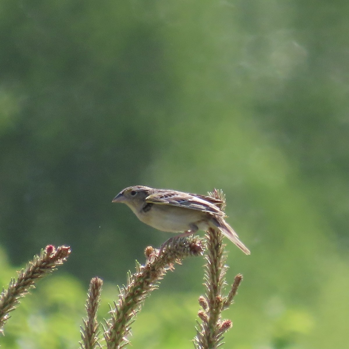 Grasshopper Sparrow - ML620083430