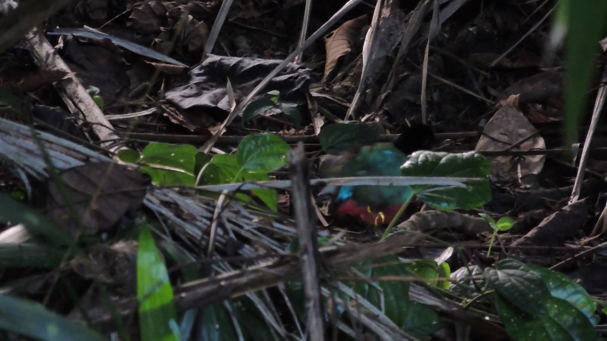 Western Hooded Pitta (Sunda) - ML620083439