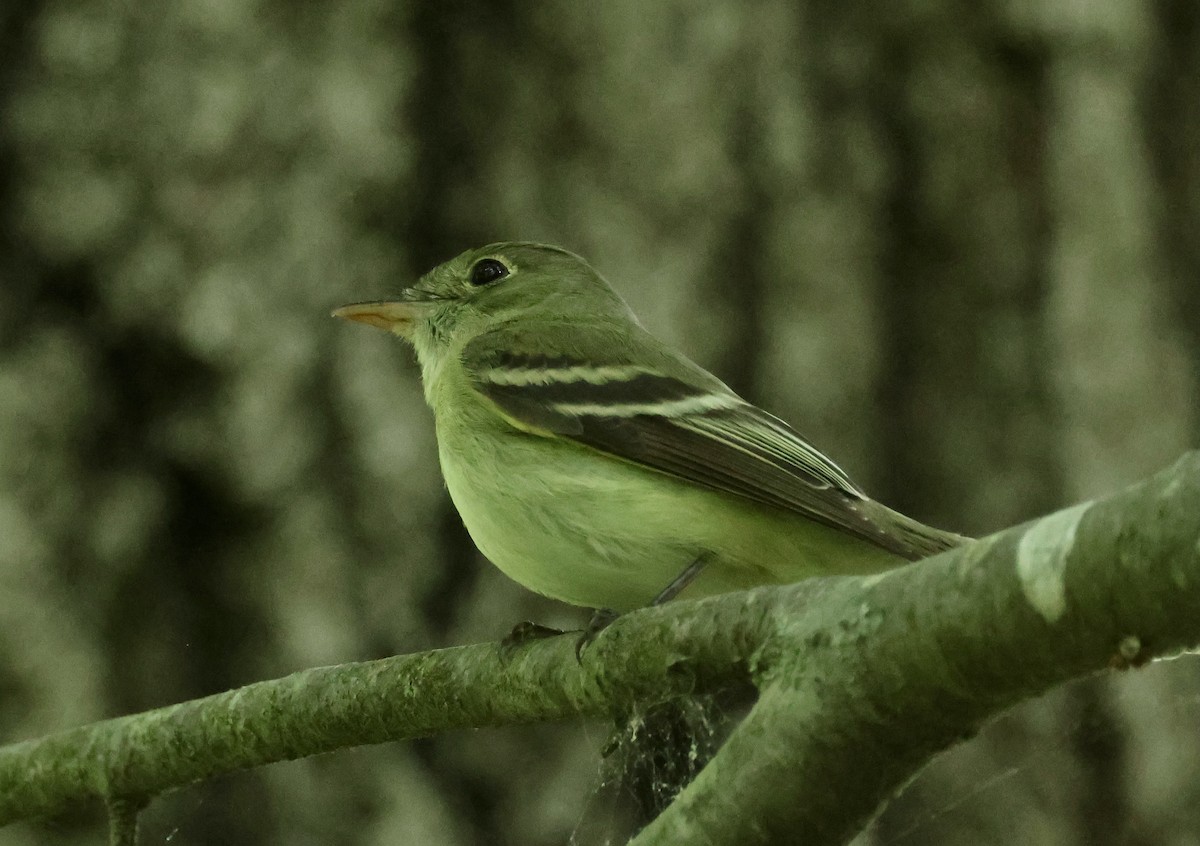 Acadian Flycatcher - ML620083451