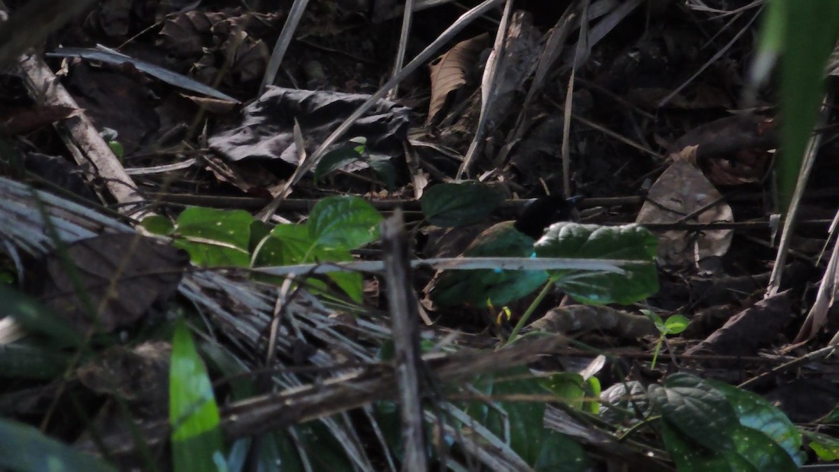 Western Hooded Pitta (Sunda) - ML620083454