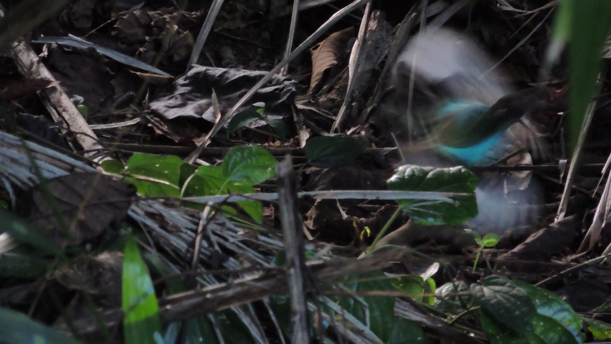 Western Hooded Pitta (Sunda) - ML620083460