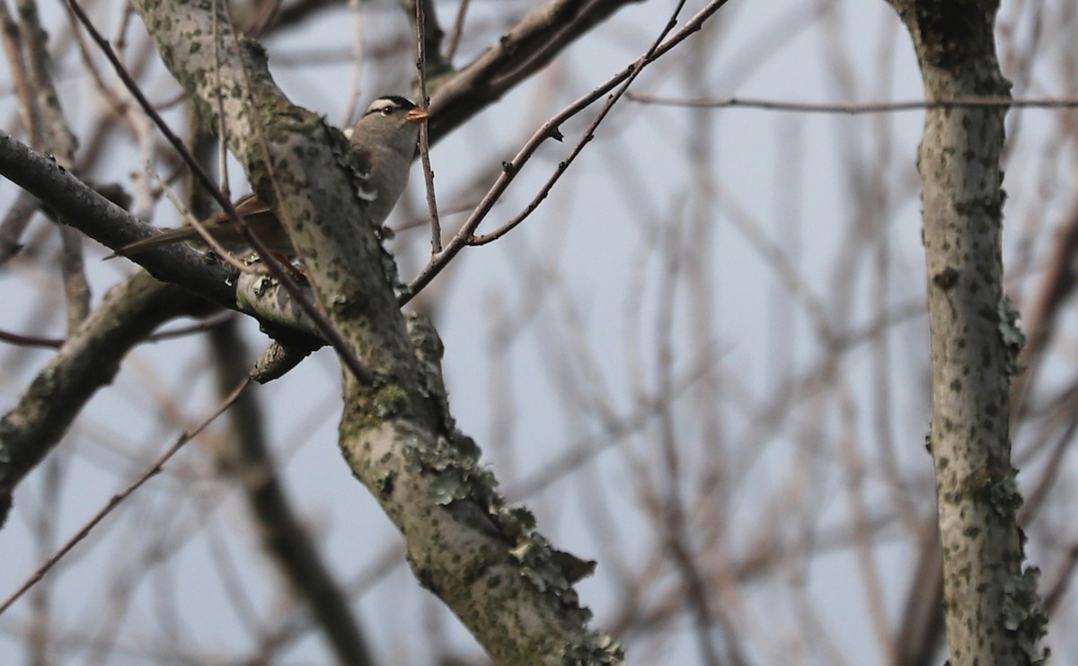 White-crowned Sparrow (Dark-lored) - ML620083477