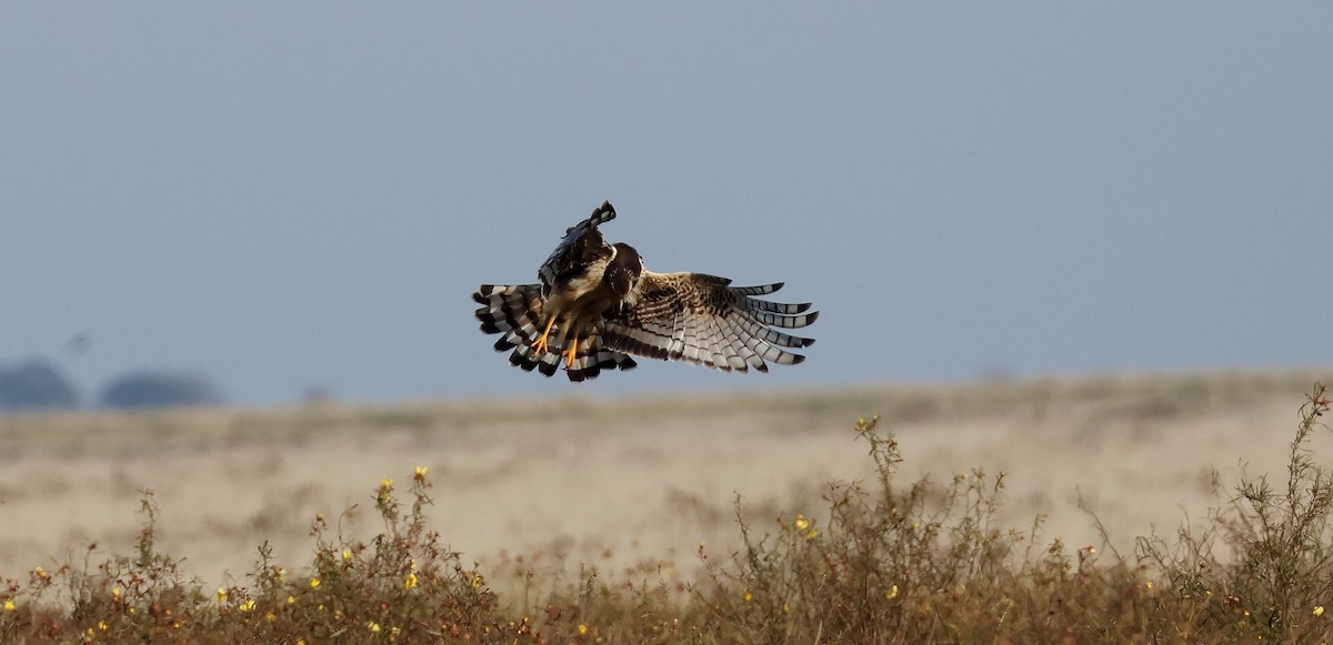 Long-winged Harrier - ML620083478