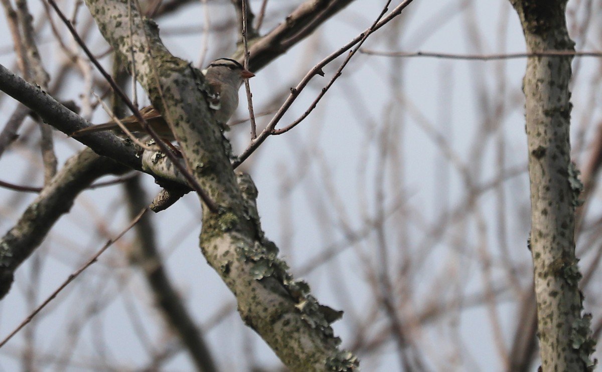 White-crowned Sparrow (Dark-lored) - ML620083481