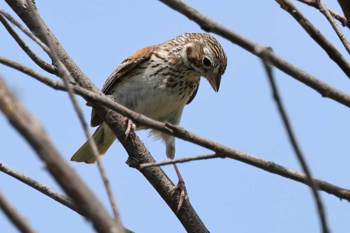 Vesper Sparrow - ML620083483