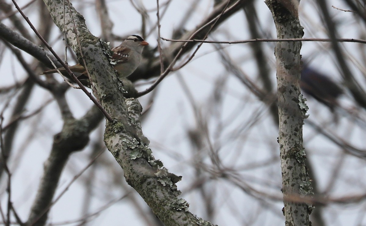 White-crowned Sparrow (Dark-lored) - ML620083485