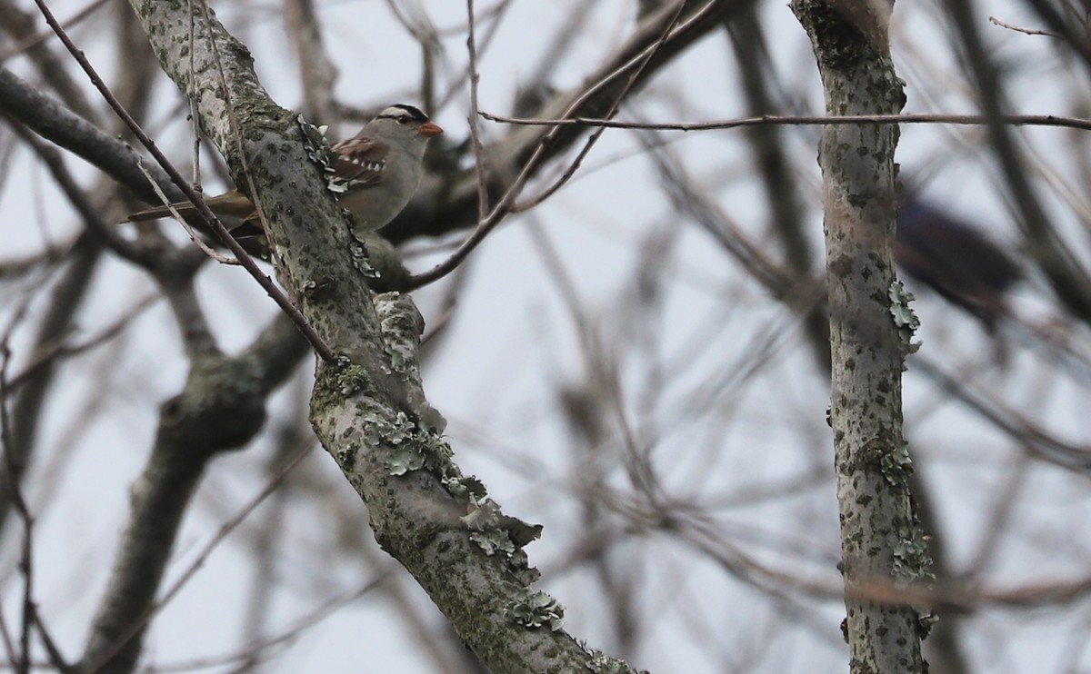 Бруант білобровий (підвид leucophrys/oriantha) - ML620083485