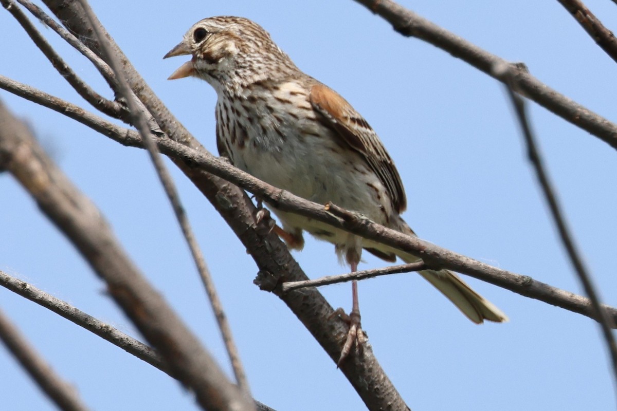 Vesper Sparrow - ML620083489