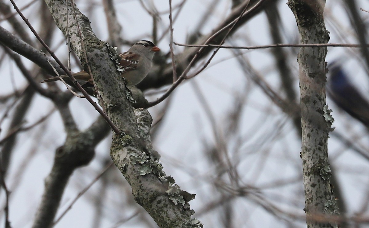 White-crowned Sparrow (Dark-lored) - ML620083492
