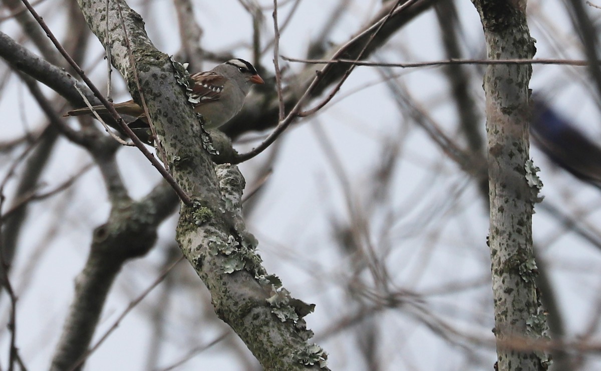White-crowned Sparrow (Dark-lored) - Rob Bielawski