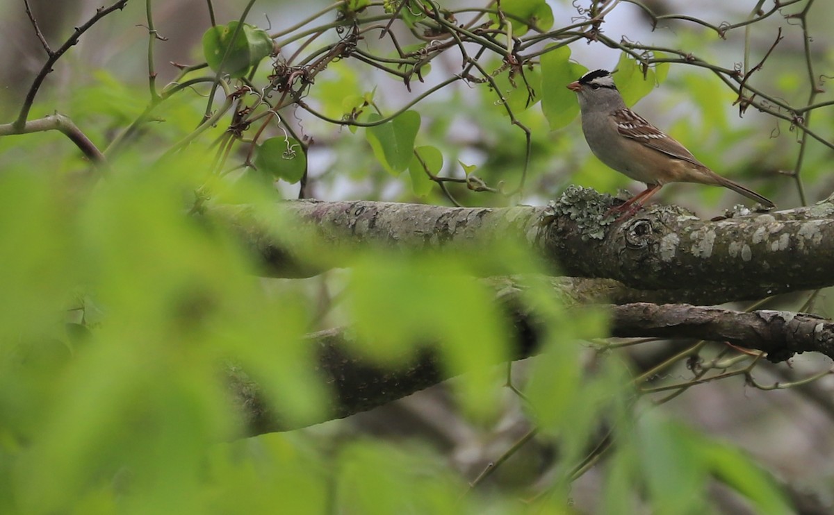 White-crowned Sparrow (Dark-lored) - ML620083503