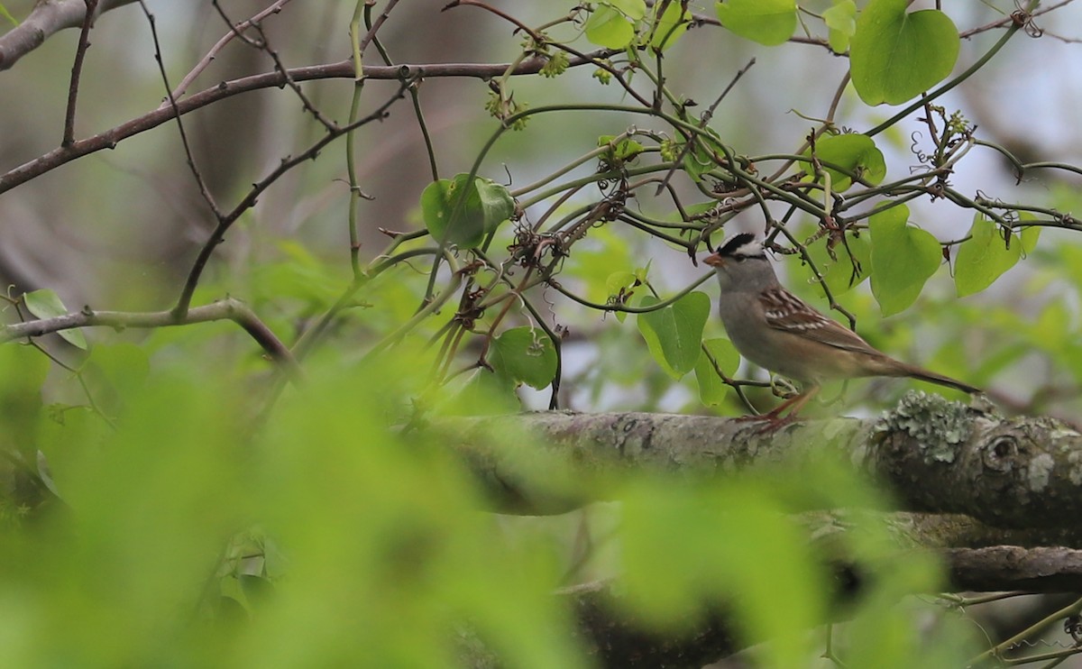 White-crowned Sparrow (Dark-lored) - ML620083506