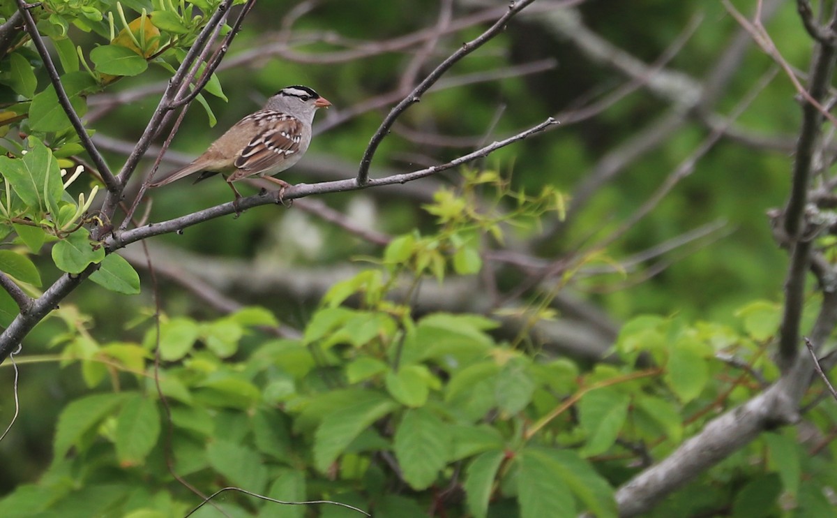 White-crowned Sparrow (Dark-lored) - ML620083512