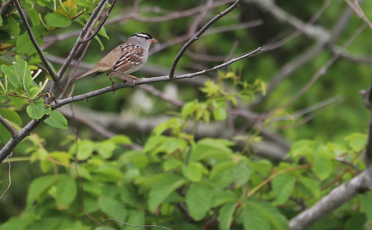 White-crowned Sparrow (Dark-lored) - ML620083514