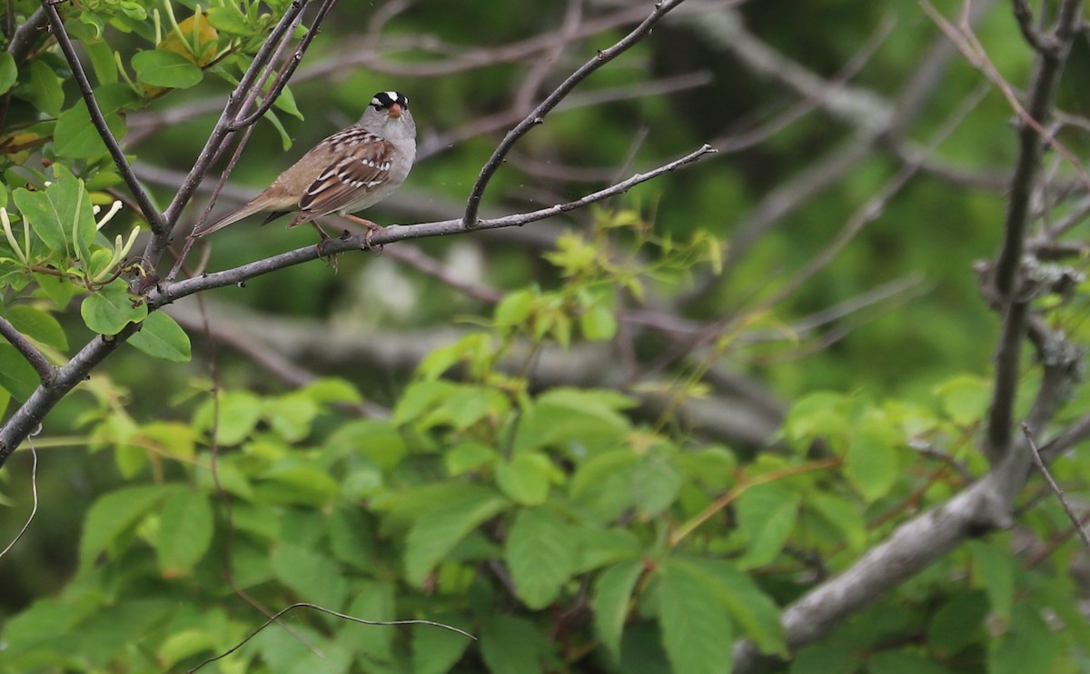 White-crowned Sparrow (Dark-lored) - ML620083515