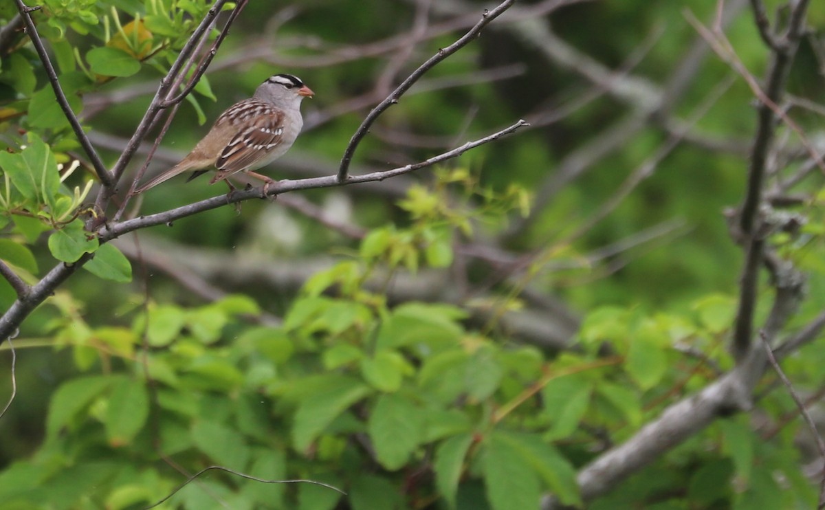 hvitkronespurv (leucophrys/oriantha) - ML620083519