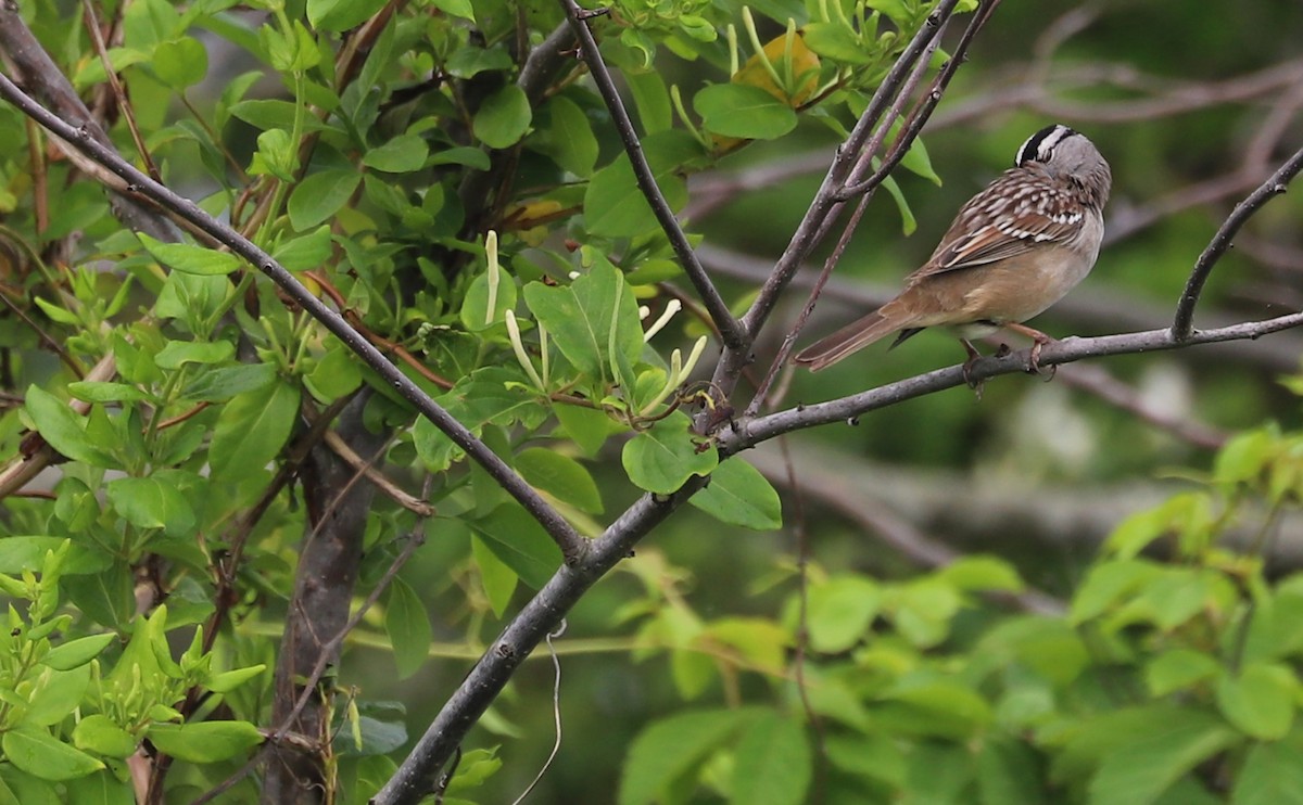 White-crowned Sparrow (Dark-lored) - ML620083524