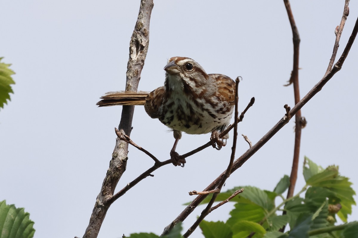 Vesper Sparrow - ML620083548