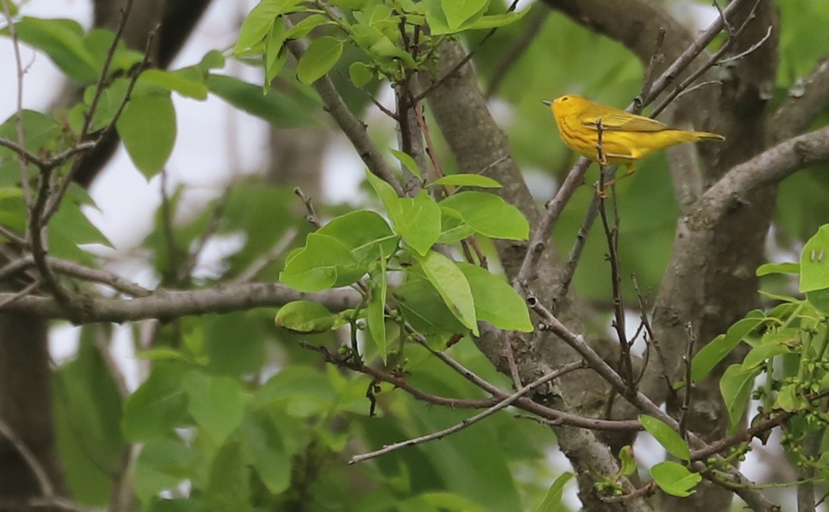 Yellow Warbler (Northern) - ML620083549