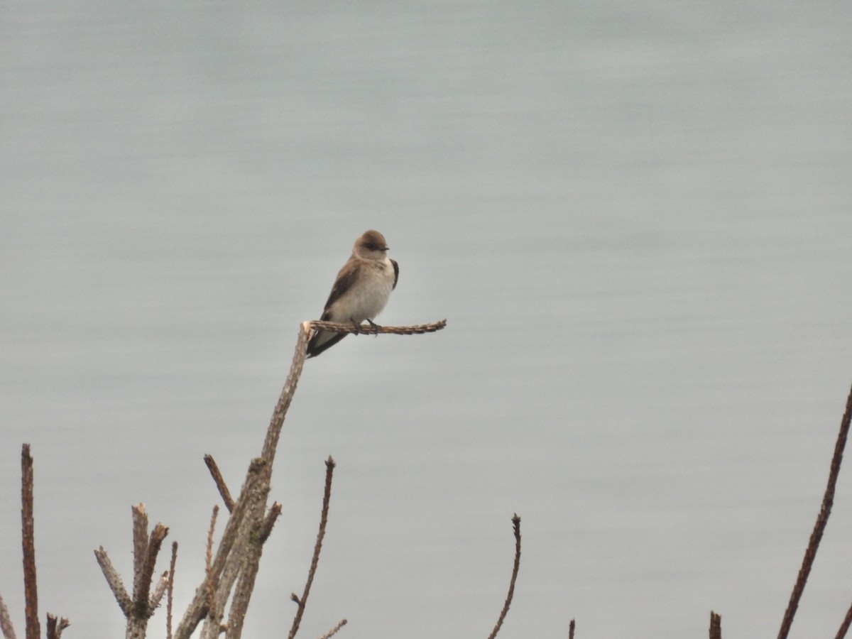 Northern Rough-winged Swallow - ML620083551