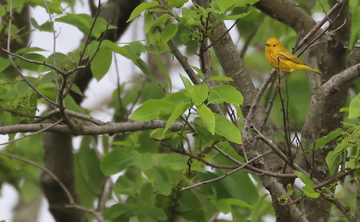 Yellow Warbler (Northern) - ML620083552
