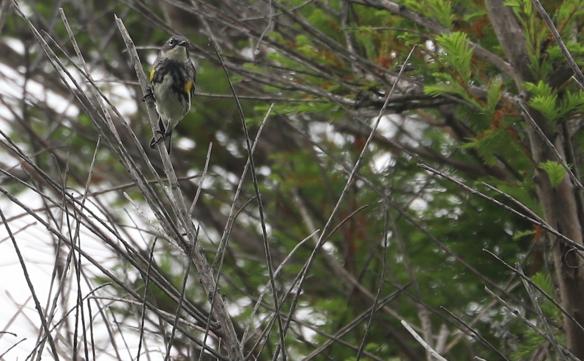 lesňáček žlutoskvrnný (ssp. coronata) - ML620083563