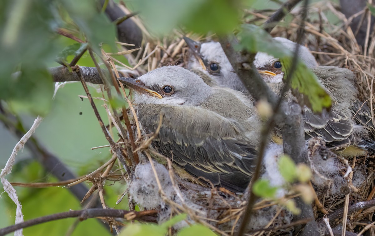 Scissor-tailed Flycatcher - ML620083566