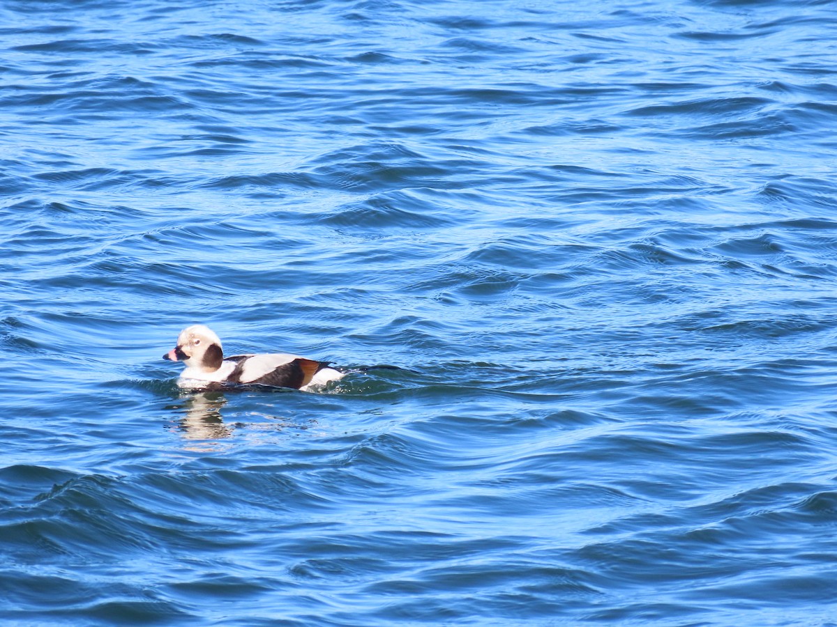 Long-tailed Duck - ML620083573