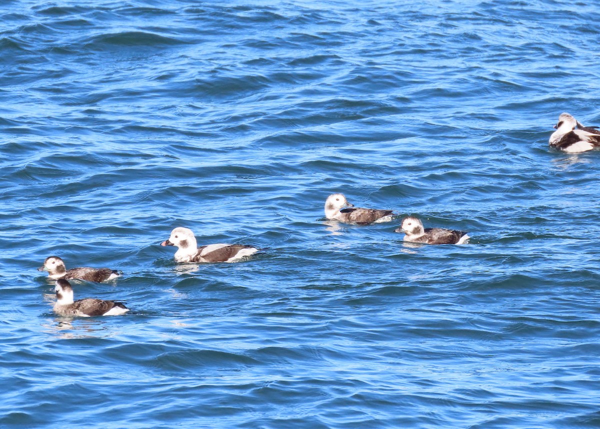 Long-tailed Duck - ML620083574