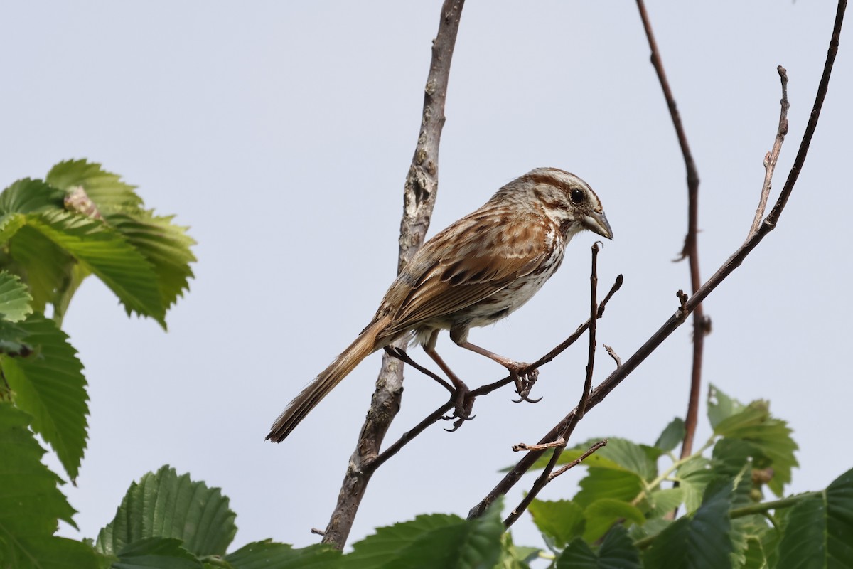 Vesper Sparrow - ML620083580