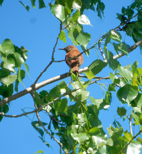 Brown Thrasher - ML620083594