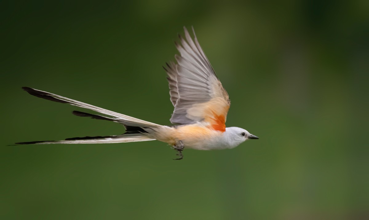 Scissor-tailed Flycatcher - ML620083598