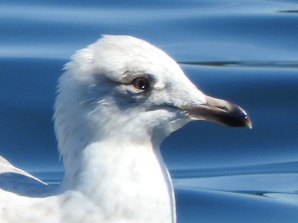 Iceland Gull - ML620083620