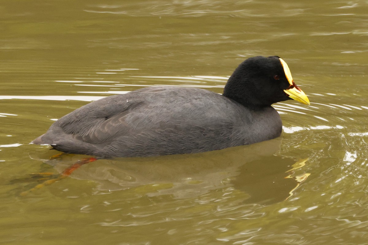 Red-gartered Coot - ML620083623