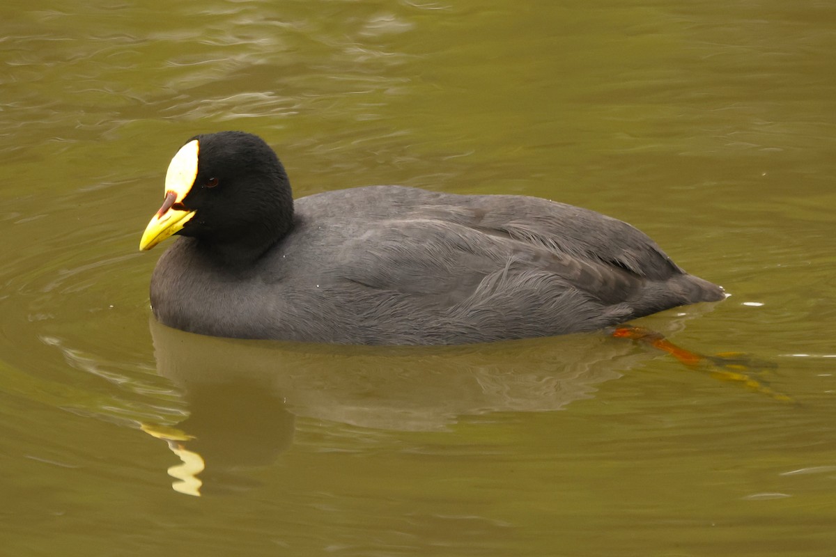 Red-gartered Coot - ML620083624