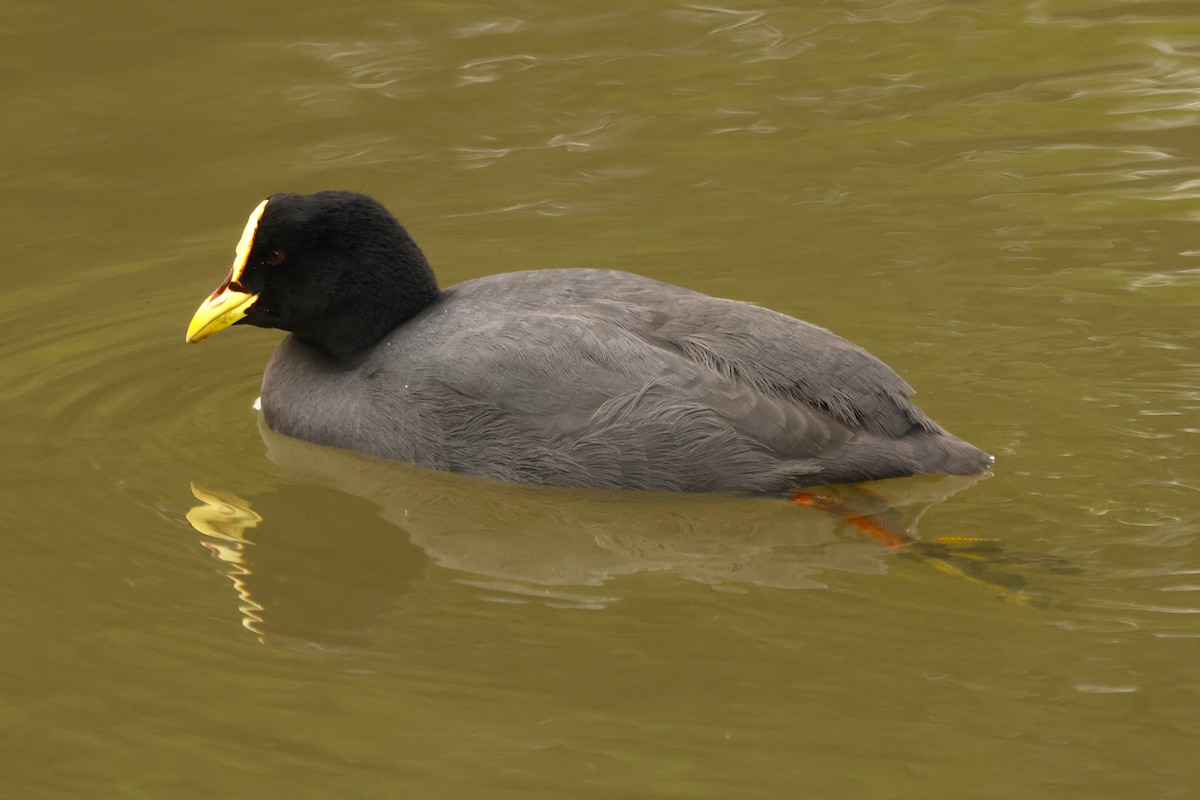 Red-gartered Coot - ML620083625