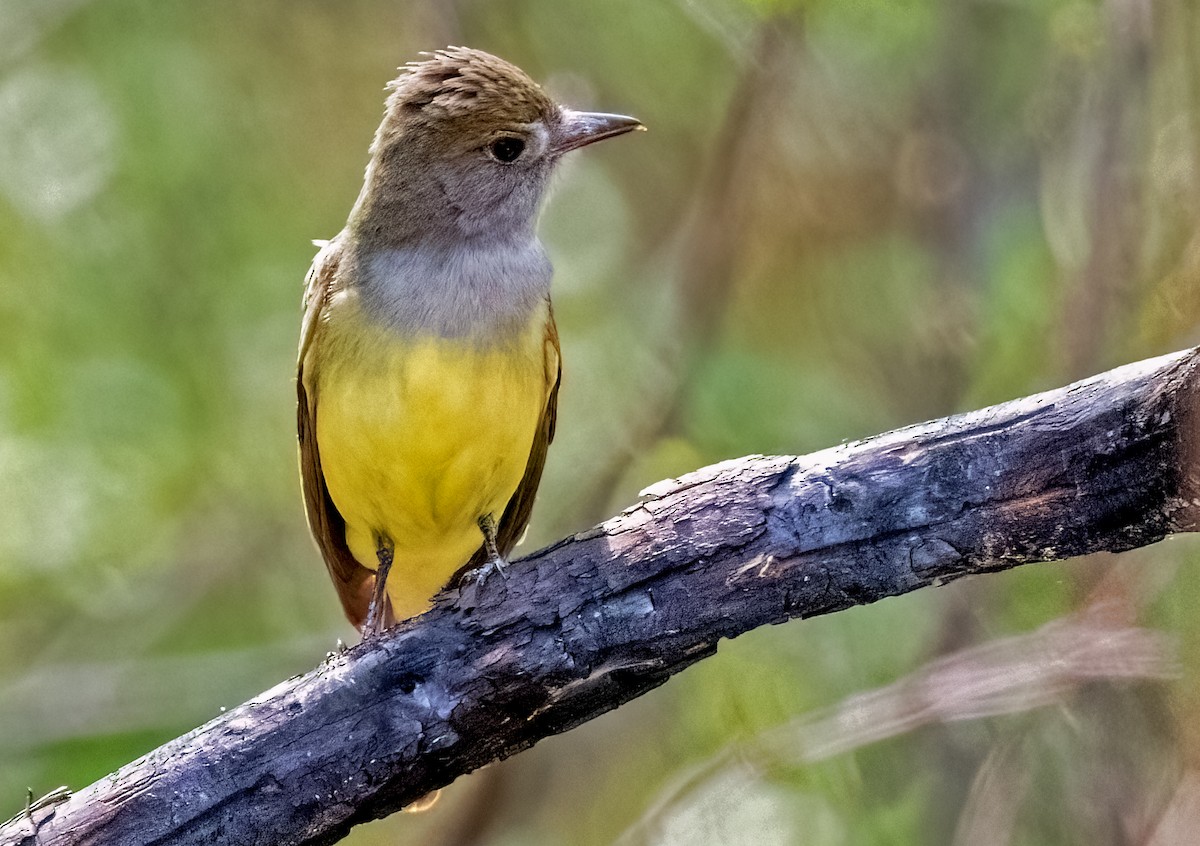 Great Crested Flycatcher - ML620083626