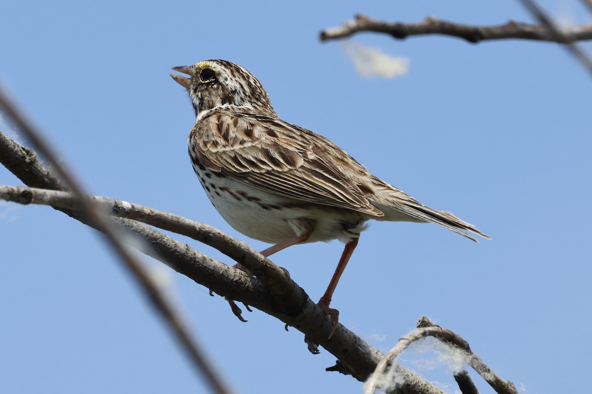 Savannah Sparrow - ML620083656