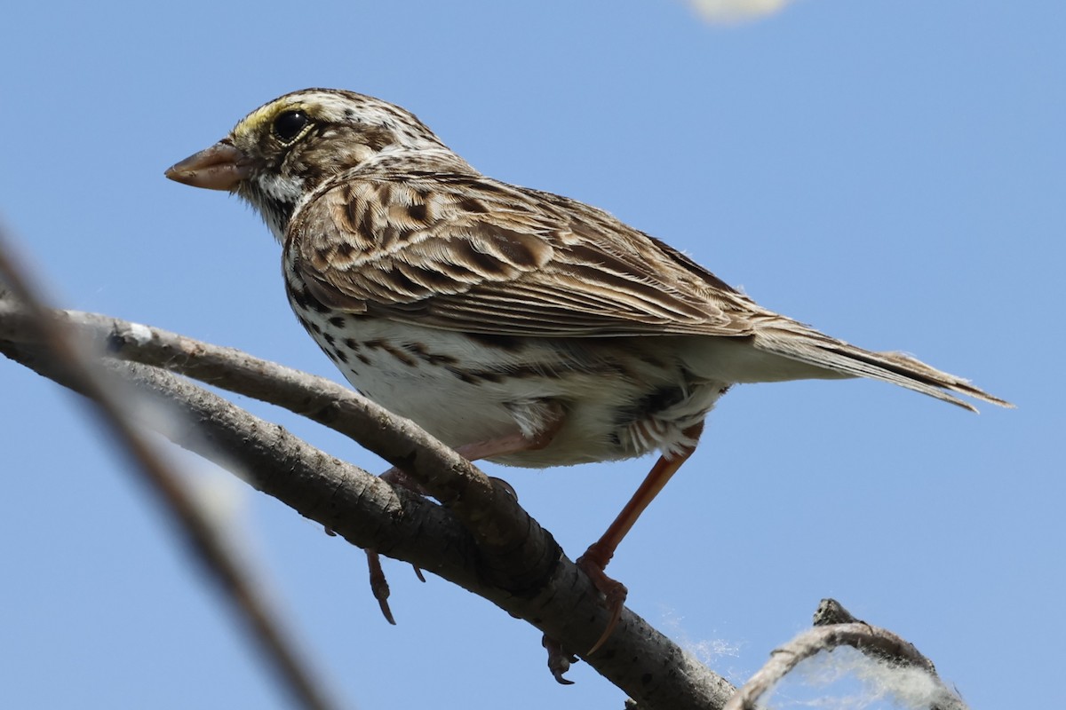 Savannah Sparrow - ML620083657