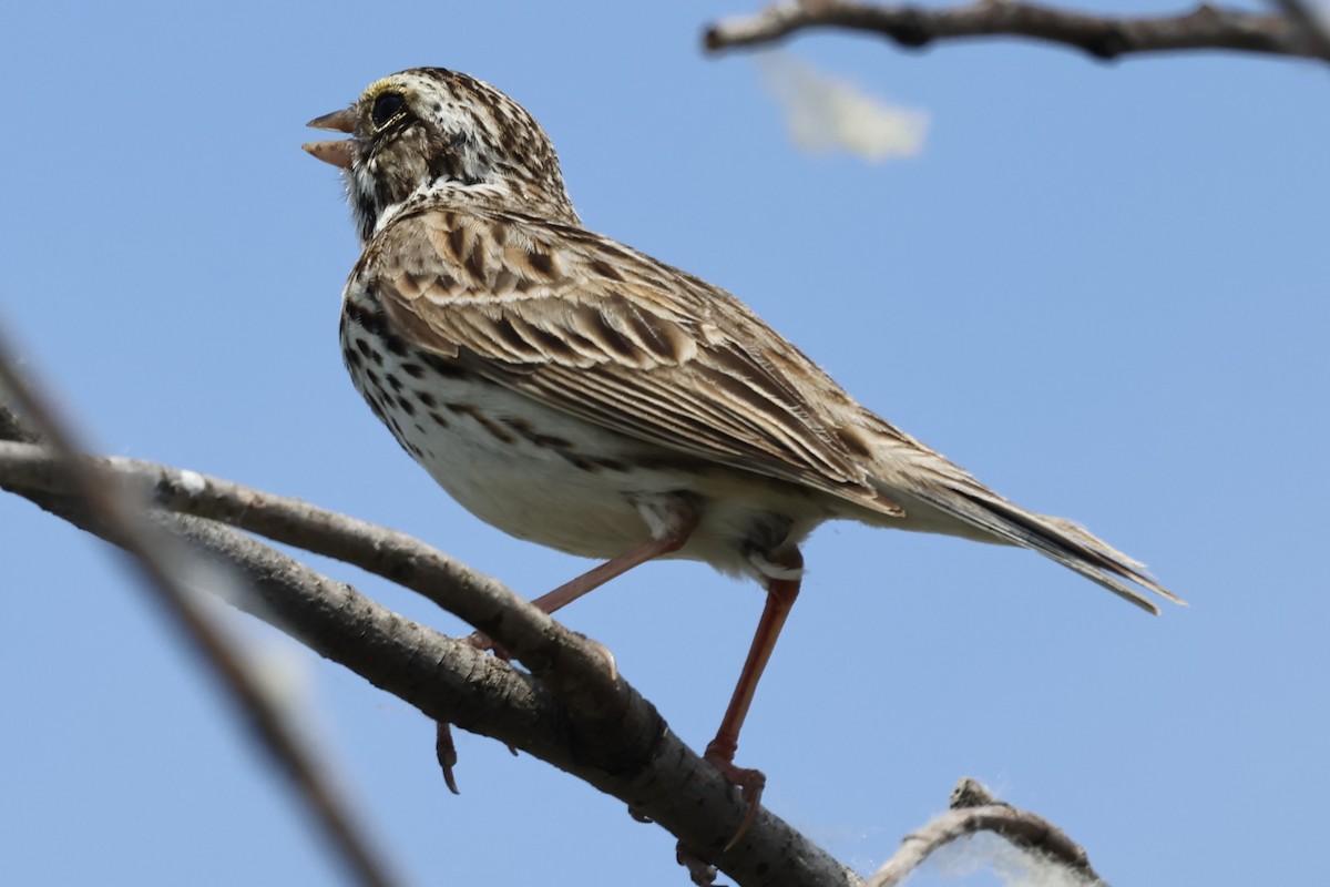 Savannah Sparrow - ML620083658