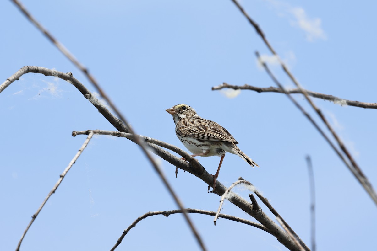 Savannah Sparrow - ML620083660