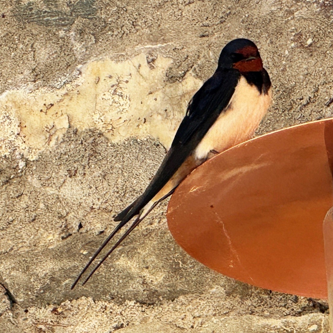 Barn Swallow (White-bellied) - ML620083663