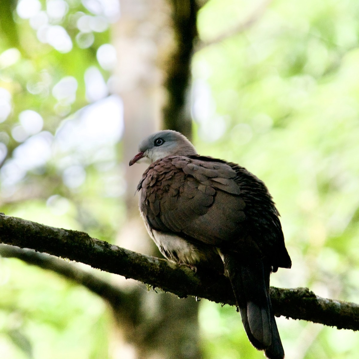 Mountain Imperial-Pigeon - ML620083670