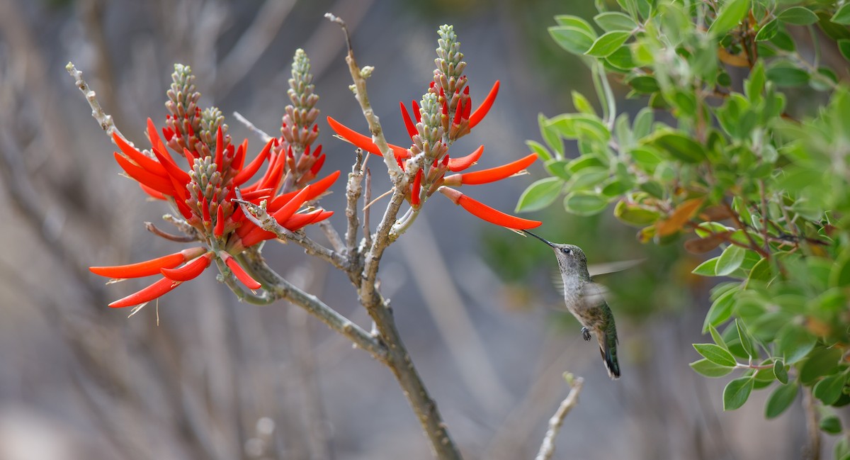 Anna's Hummingbird - ML620083677