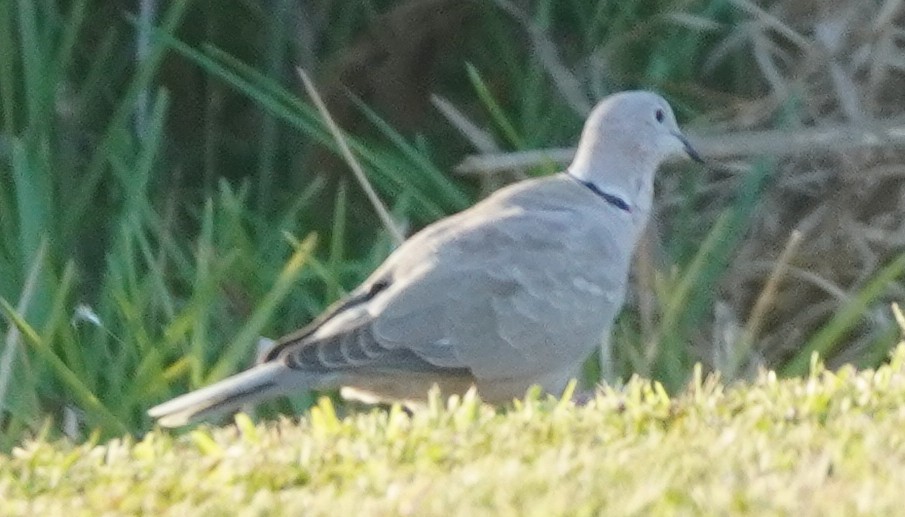 Eurasian Collared-Dove - ML620083678