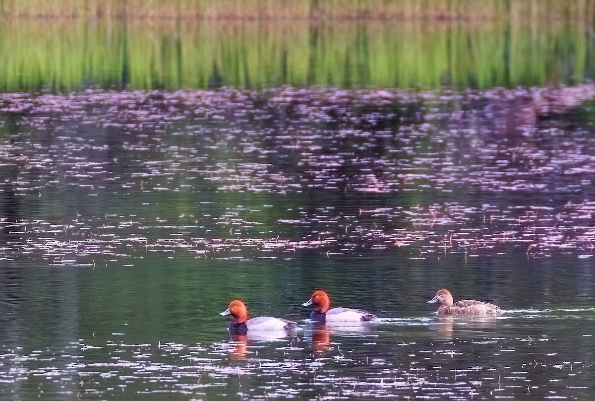 Redhead - ML620083690