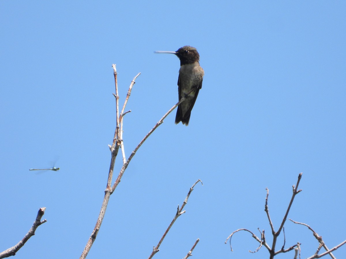 Black-chinned Hummingbird - ML620083693