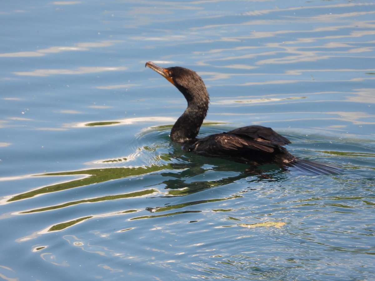 Double-crested Cormorant - Tom Wuenschell